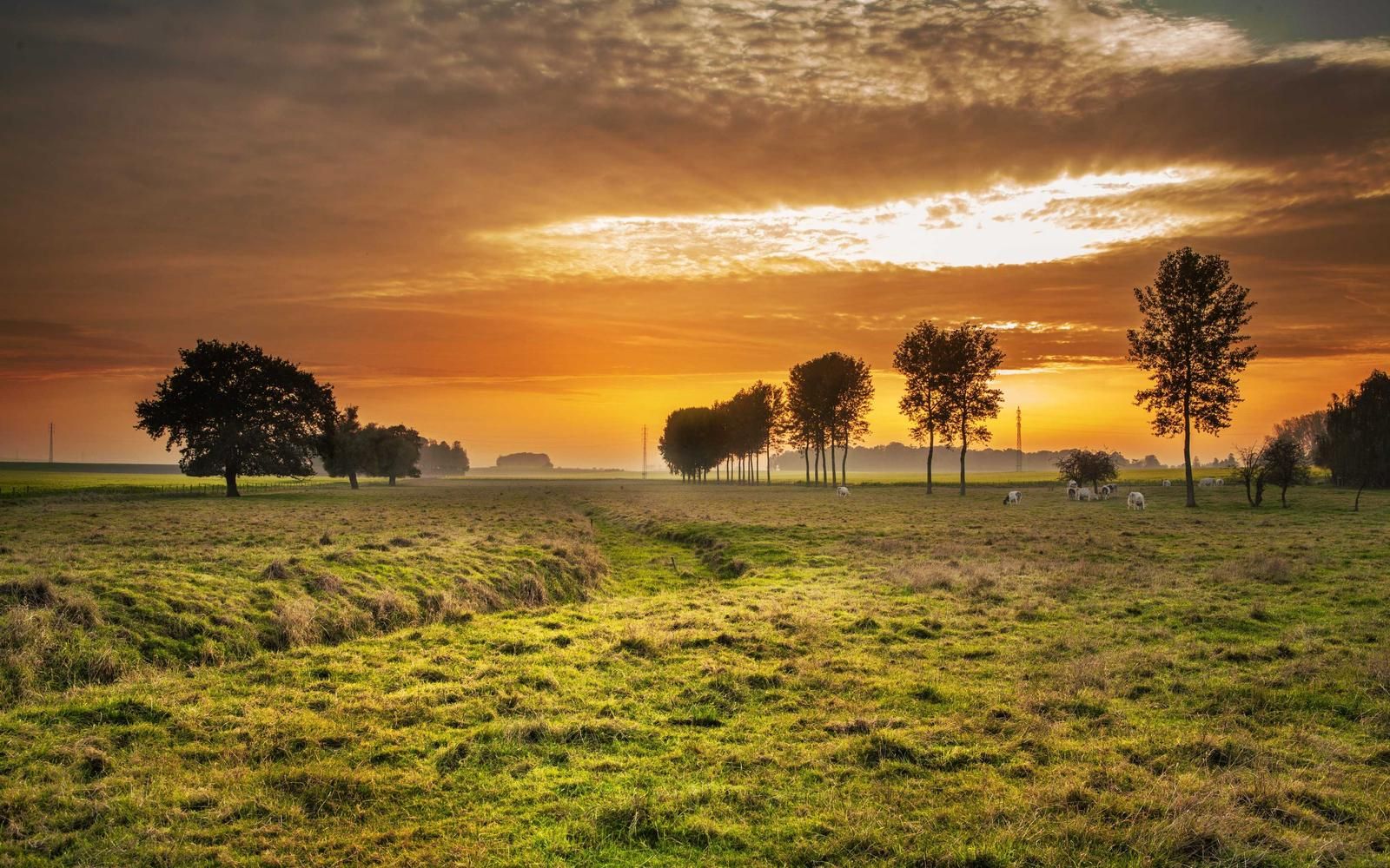 Blühende Wiese mit Bäumen im Abendlicht