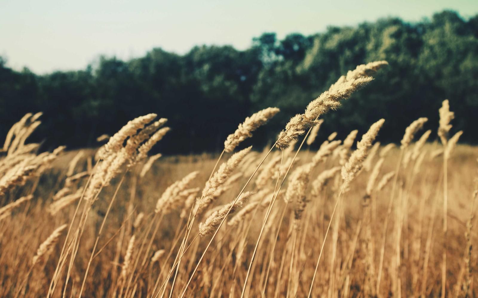 Trockene Gräser und Samenstände im Spätsommer