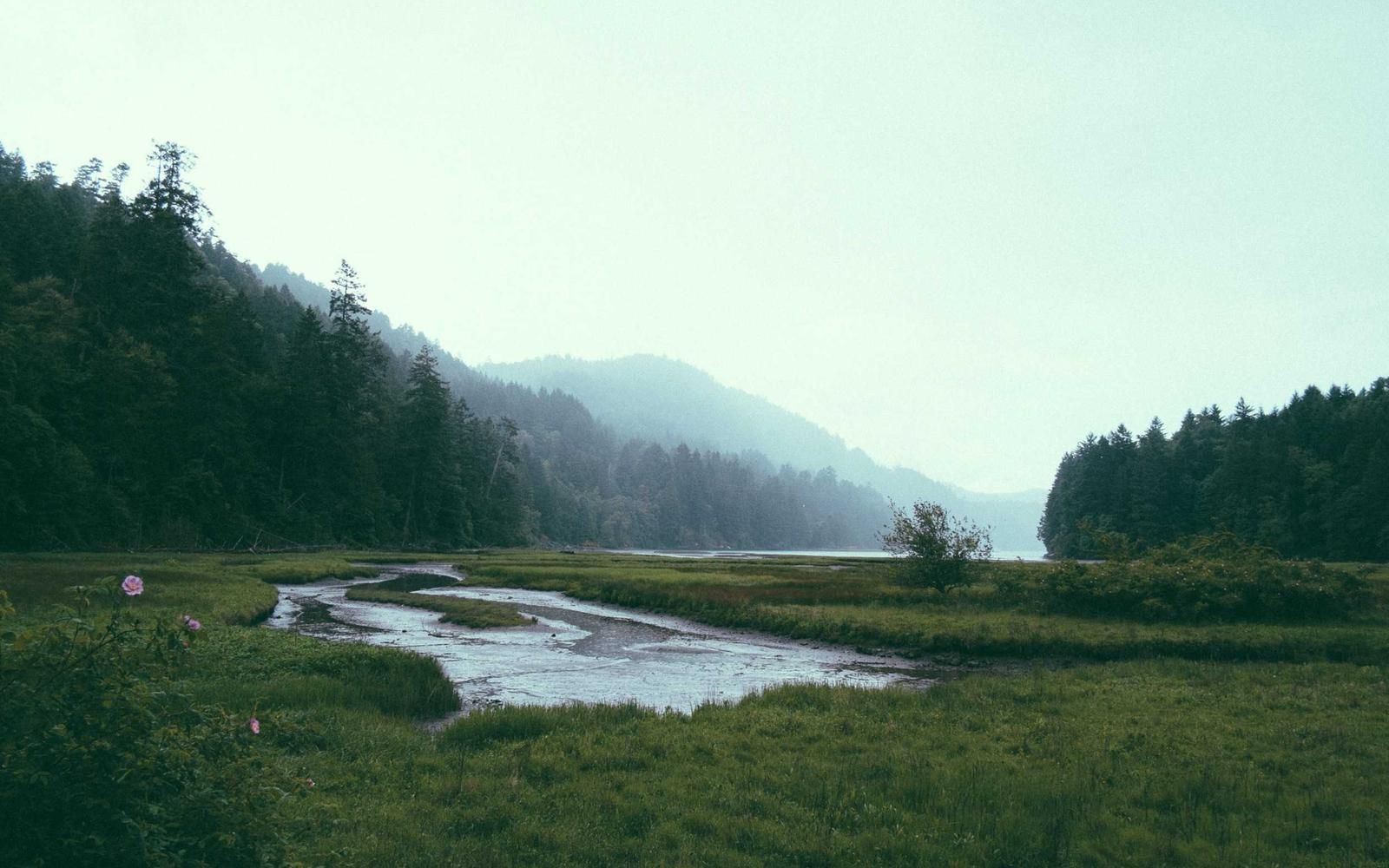 Nebliges Tal mit Wald und Wiese