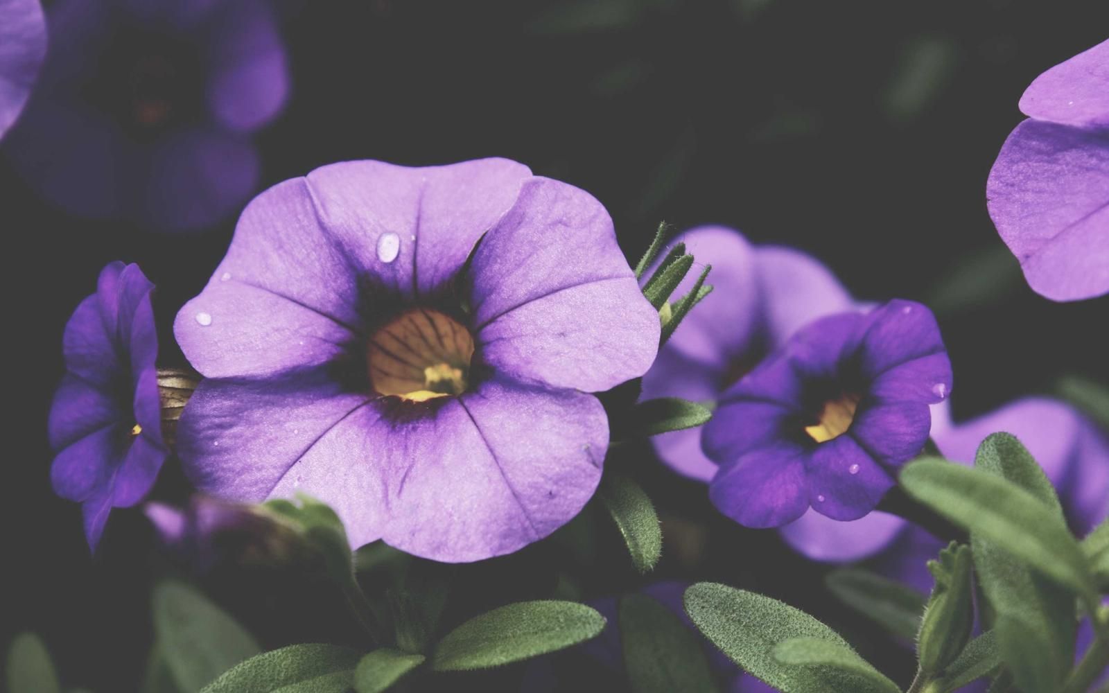 Violette Blüten in Nahaufnahme
