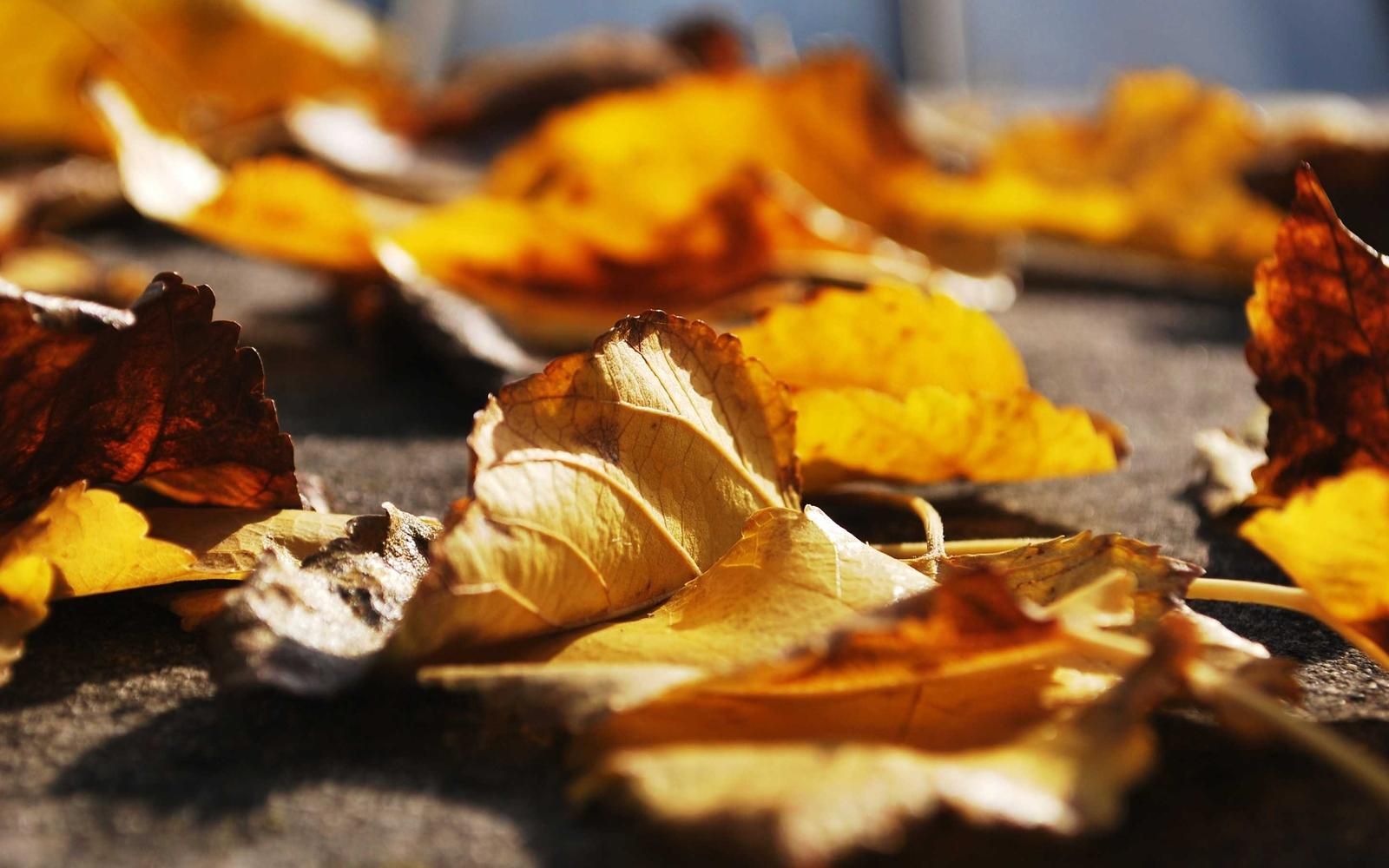 Herbstlaub in Gelb und Orange